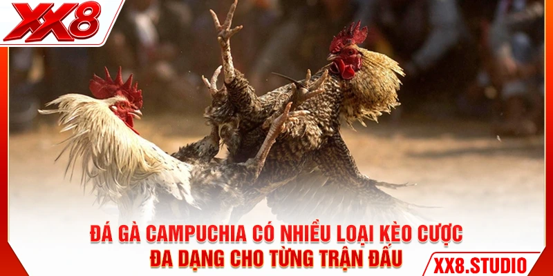 Đá gà Campuchia có nhiều loại kèo cược đa dạng cho từng trận đấu