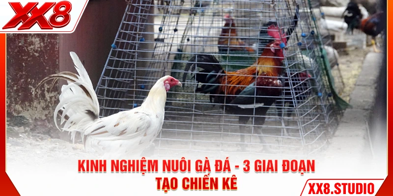 Kinh Nghiệm Nuôi Gà Đá - 3 Mẹo Tạo Chiến Kê Thần Dũng